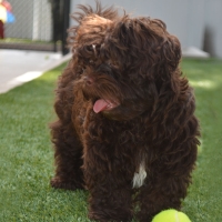 Plastic Grass West Park, Florida Artificial Turf For Dogs, Dogs