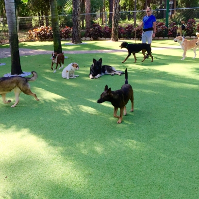 Artificial Grass Installation Gladeview, Florida Cat Grass, Grass for Dogs