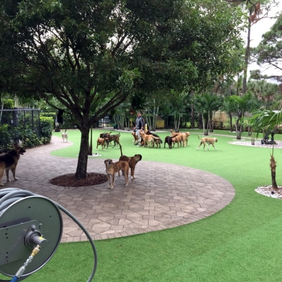 Fake Lawn Wellington, Florida Hotel For Dogs, Commercial Landscape