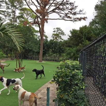 Grass Carpet South Patrick Shores, Florida Pictures Of Dogs, Commercial Landscape