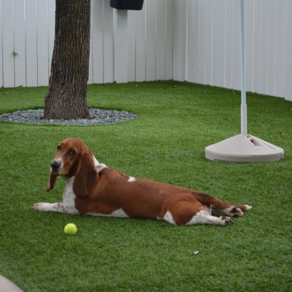 How To Install Artificial Grass Ocala, Florida Pet Paradise, Dogs