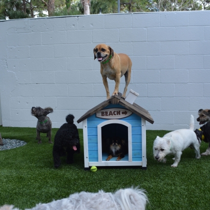Plastic Grass North Miami Beach, Florida Cat Playground, Dogs Runs