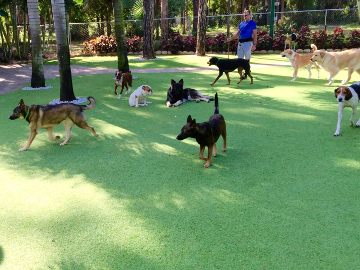 Artificial Grass Installation Gladeview, Florida Cat Grass, Grass for Dogs
