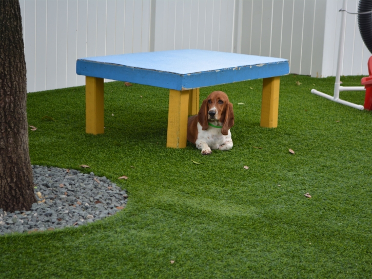 Artificial Turf Installation Miami Springs, Florida Dogs, Dogs Park