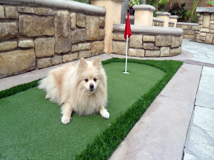 Fake Grass Carpet Lantana, Florida Pet Paradise, Backyard Landscape Ideas