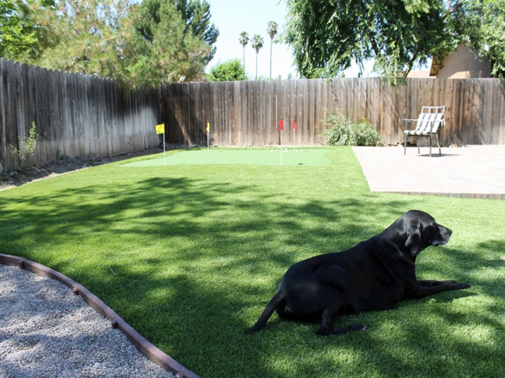 Fake Grass Carpet Lauderhill, Florida How To Build A Putting Green, Dog Kennels