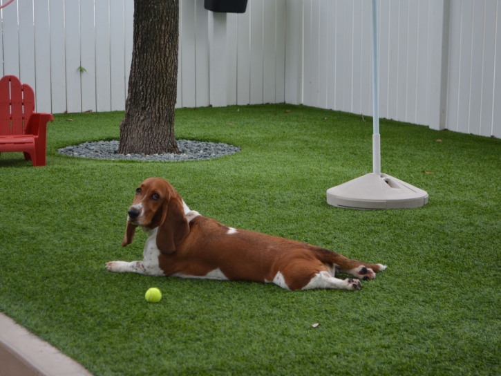 How To Install Artificial Grass Ocala, Florida Pet Paradise, Dogs