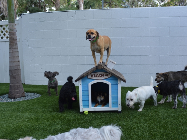Plastic Grass North Miami Beach, Florida Cat Playground, Dogs Runs