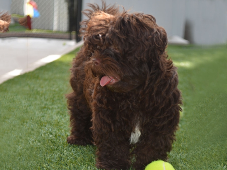 Plastic Grass West Park, Florida Artificial Turf For Dogs, Dogs